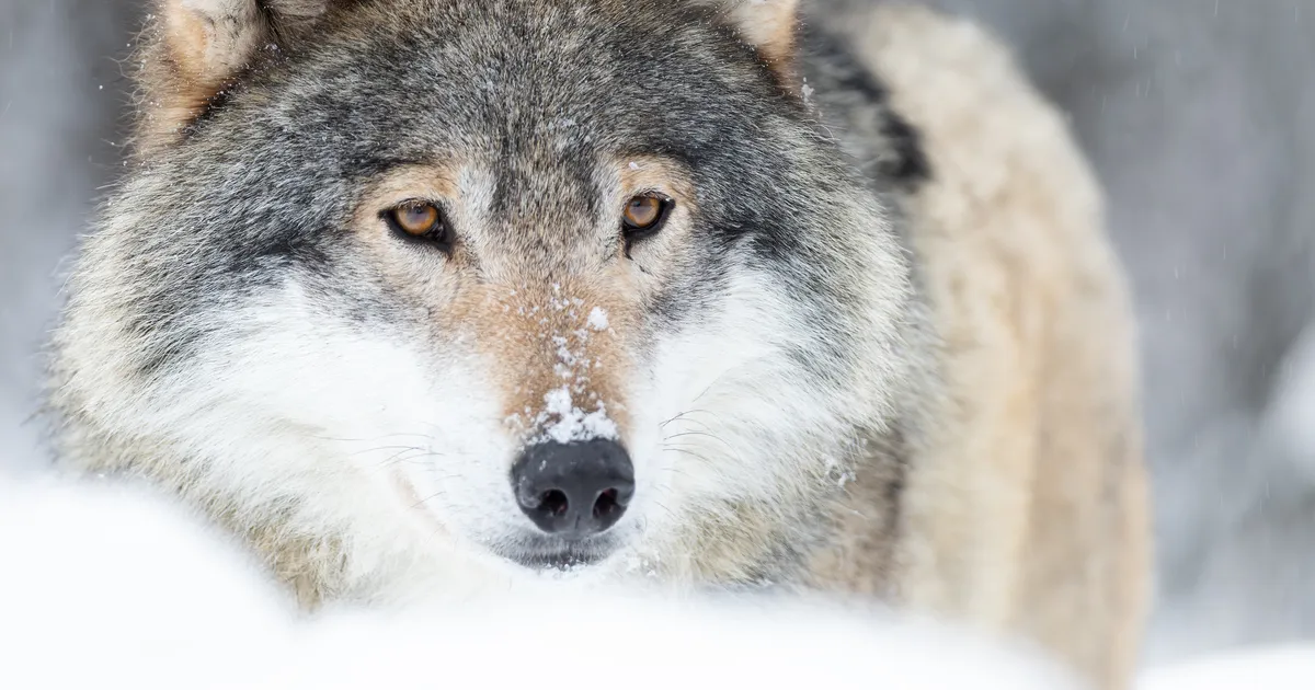 HARULDASED KAADRID ⟩ Loodusfotograaf tabas hundikarja ebatavalises olukorras