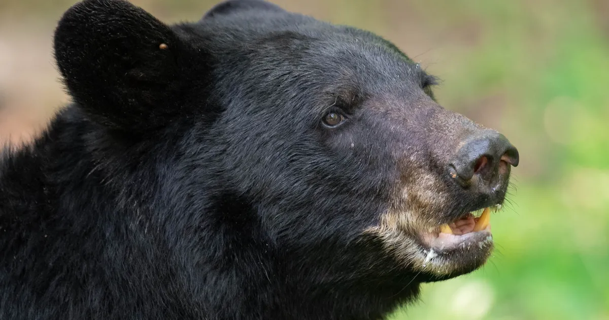 Mees avastas oma maja alt ootamatu külalise