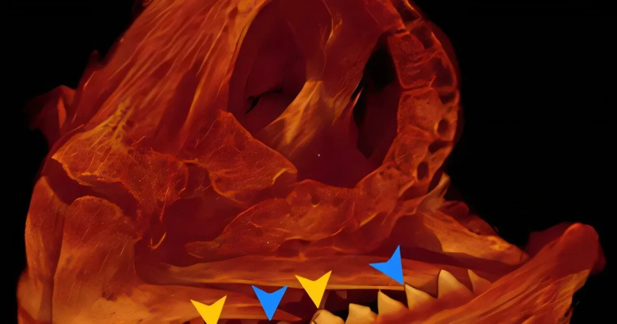 Selle väga hambulise kala hammastest leiti ikka väga kummaline materjal