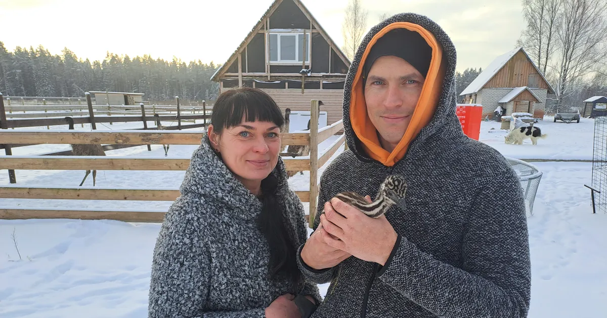 VIDEOLUGU ⟩ Kuidas teha vahet emasel ja isasel emul? Talunikud rajasid selleks Võrru labori