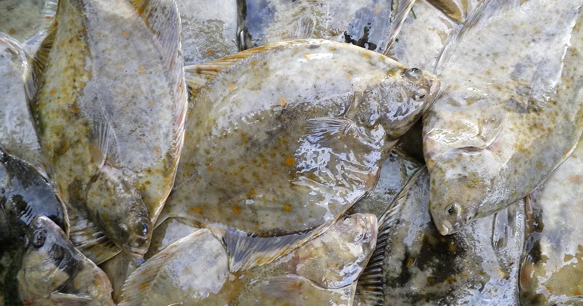 Rahvas valis aasta kalaks kunagi prügikalaks peetud liigi