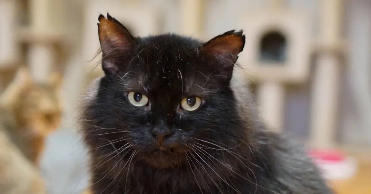 «Ta oli räsitud, katki ja vaevatud…» Sillamäe tänavalt päästetud kass tegi varjupaigas läbi imelise muutuse