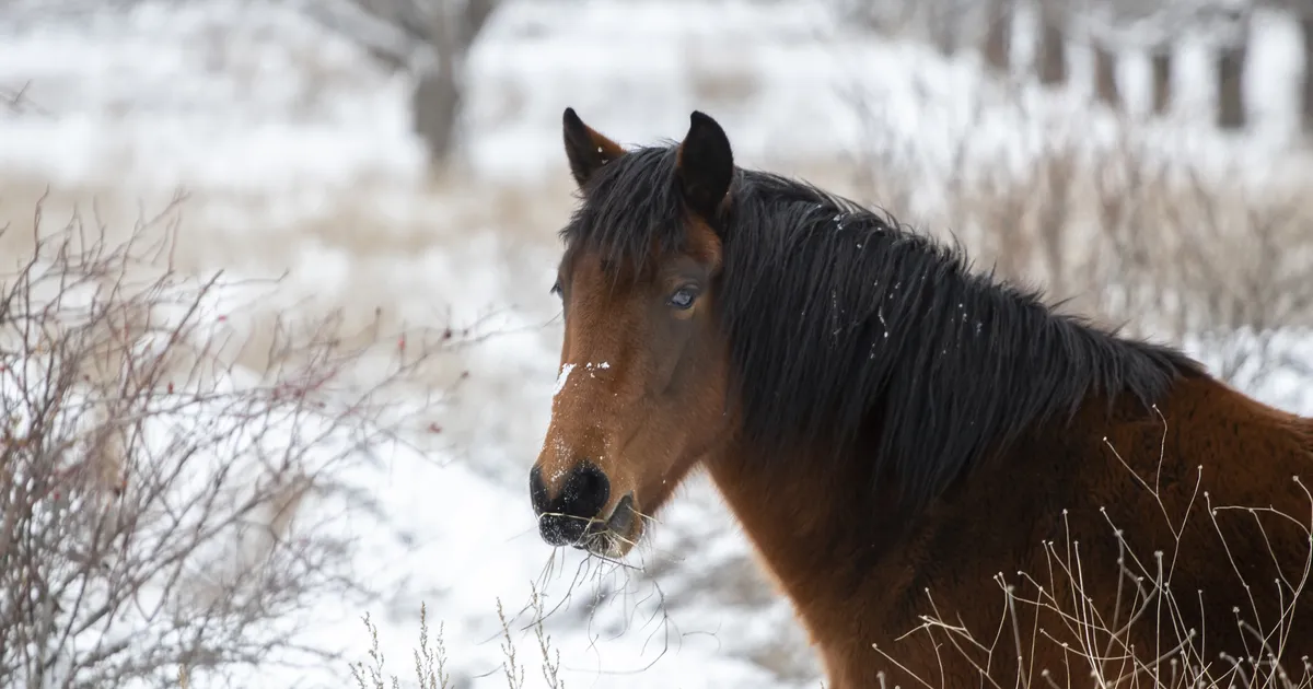 TUBLI TÖÖ! ⟩ Jõgevamaal päästsid kohalikud elanikud tiiki kukkunud hobuse