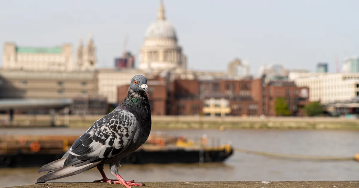 Londonis vahistati naine tegevuse eest, mis on tavaline ka paljudele turistidele