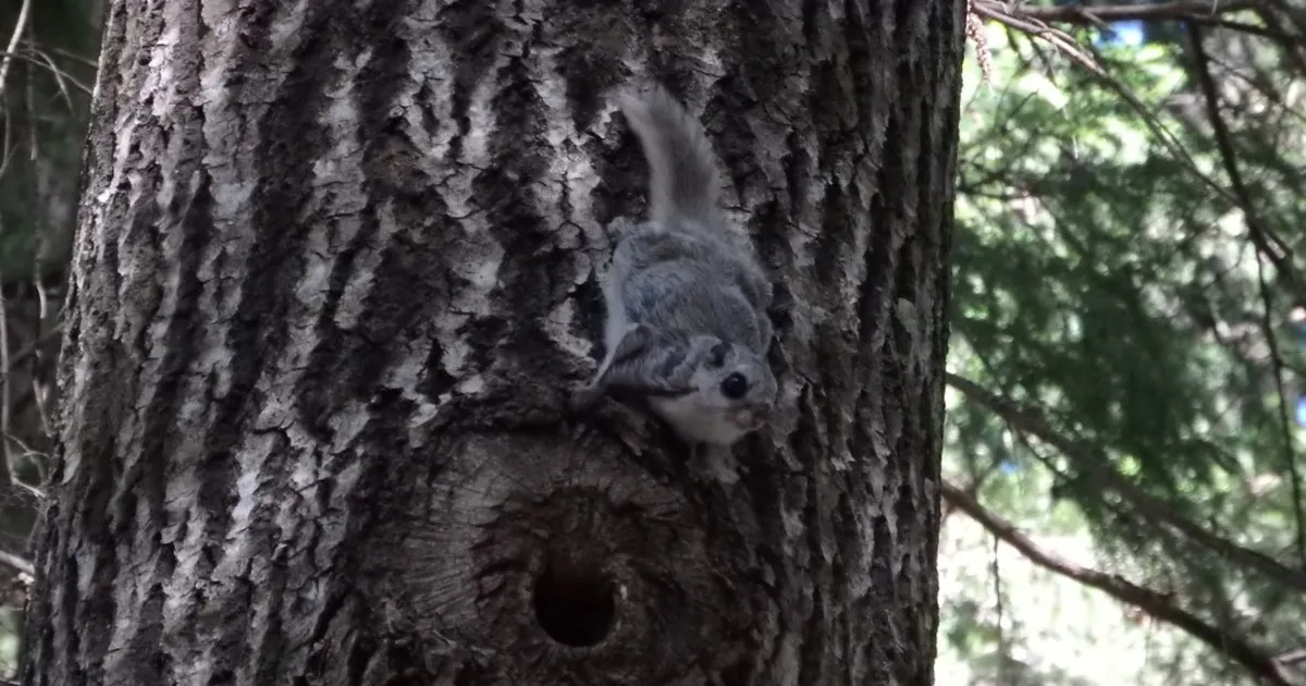 Aasta puu on põdra magustoit