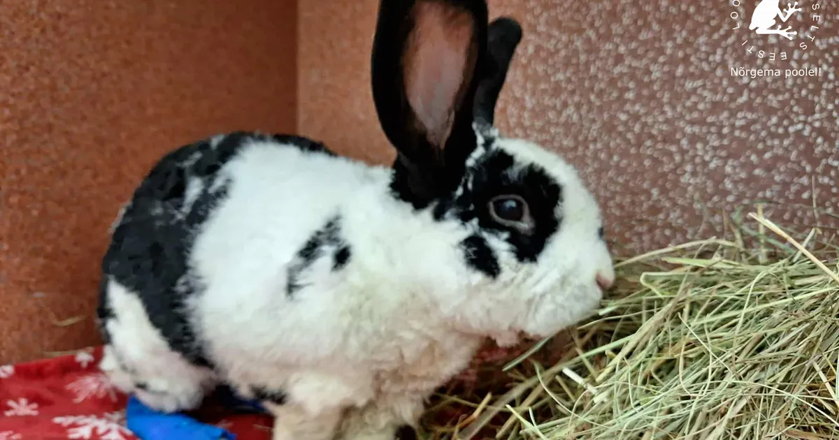 Hüljatud küülik piinles terve ööpäeva õues külma käes: ta külmus puuri külge ja karjus valust...