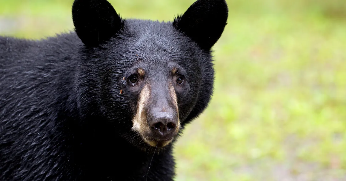 Karul maiustustest isu täis ei saa: kommipood on rünnaku alla sattunud juba neli korda