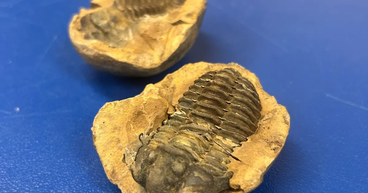 Luhamaa tollipunktis kinni peetud trilobiit jõudis Eesti Loodusmuuseumi kogusse