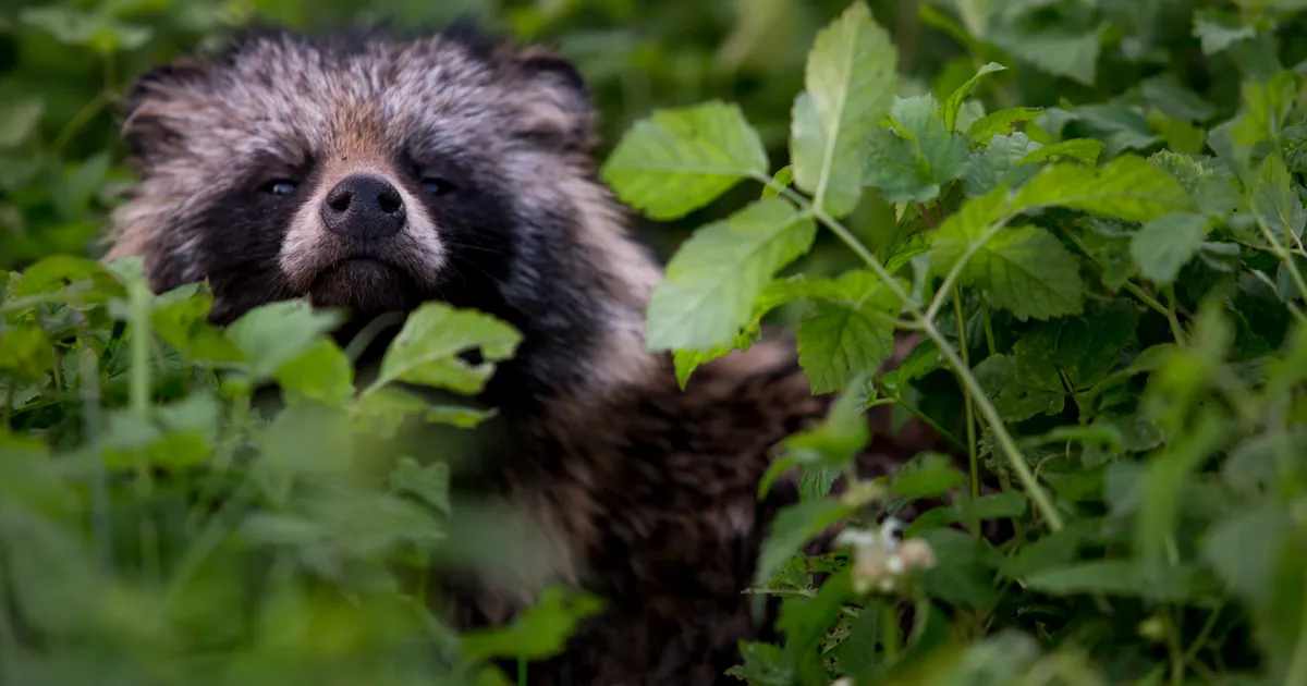 Riik hakkab lõpuks ohustatud niidulindude kaitseks tegutsema