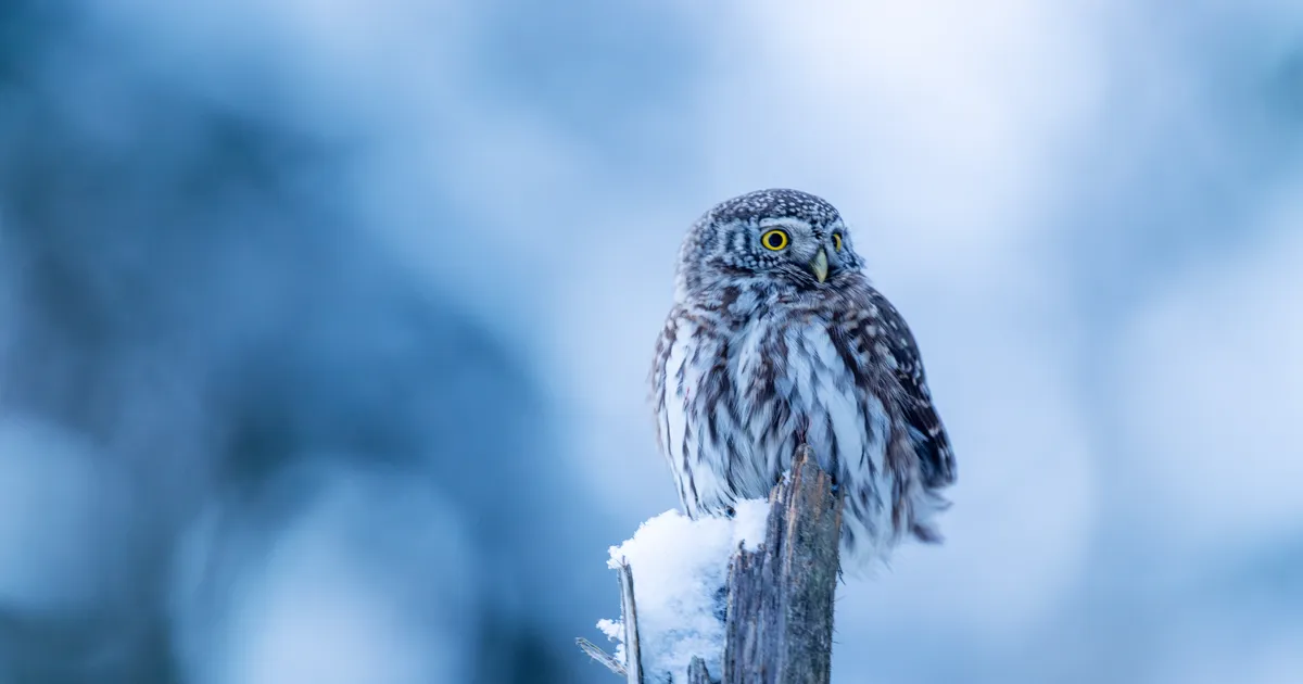 LOODUSVAATLUS ⟩ Tihasekull piidles metsatukas saaki