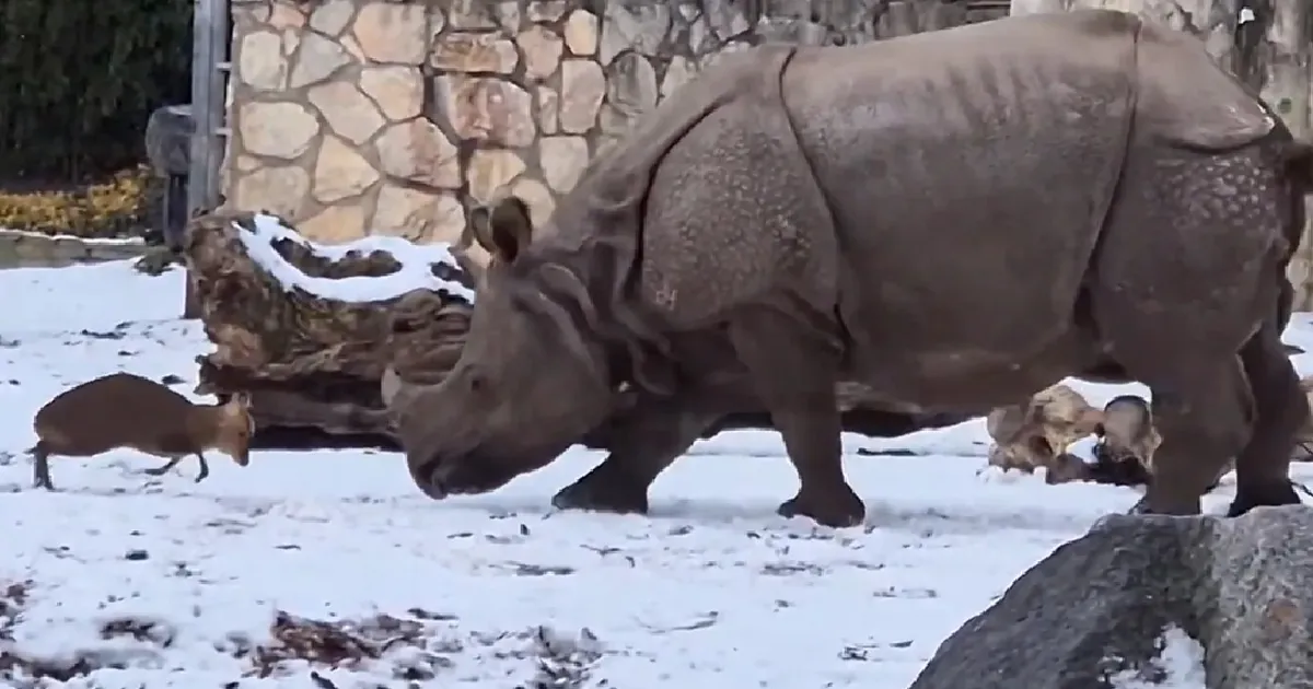 MILJONID VAATAMISED ⟩ Väike hirv läks hiiglasliku ninasarvikuga jõudu katsuma: tulemus oli üllatav