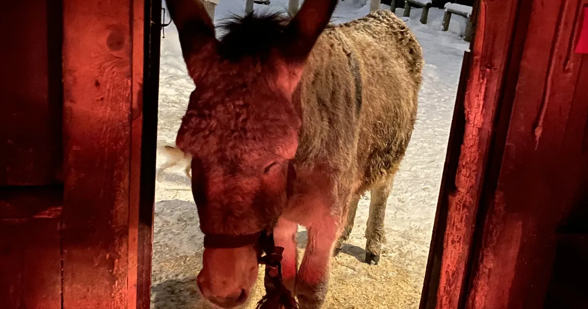 Rakvere linna staar-eesel Columbus eelistab tormi trotsida õues ja sunnib mehi end jõuga talli tassima