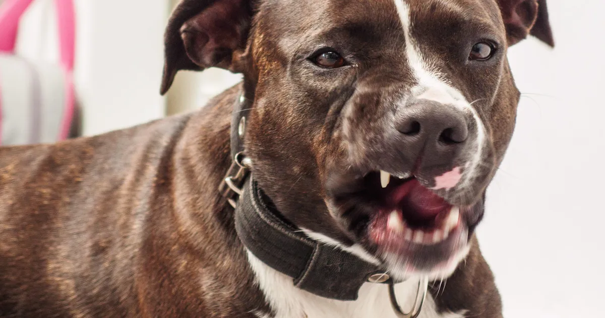 Ülim armastus: see märk näitab, et su kass usaldab sind täielikult