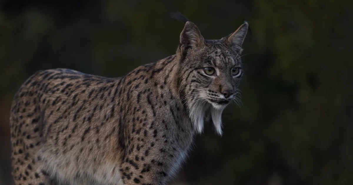 FOTOD ⟩ Eesti zooloog vaatas tõtt haruldase kiskjaga: «Järsku tuli ta ringiga tagasi otse meie poole...»