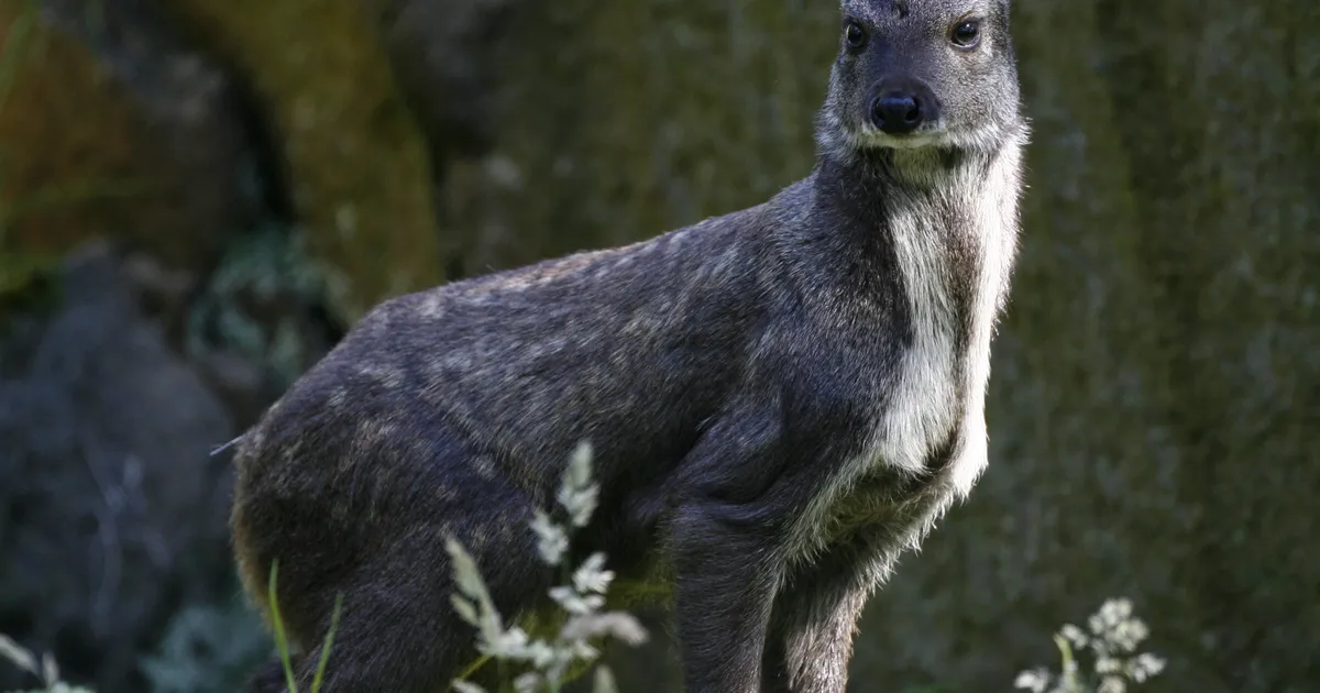 MILJARD TUULDE ⟩ Venemaa Viagra projektist tulu ei tõusnud