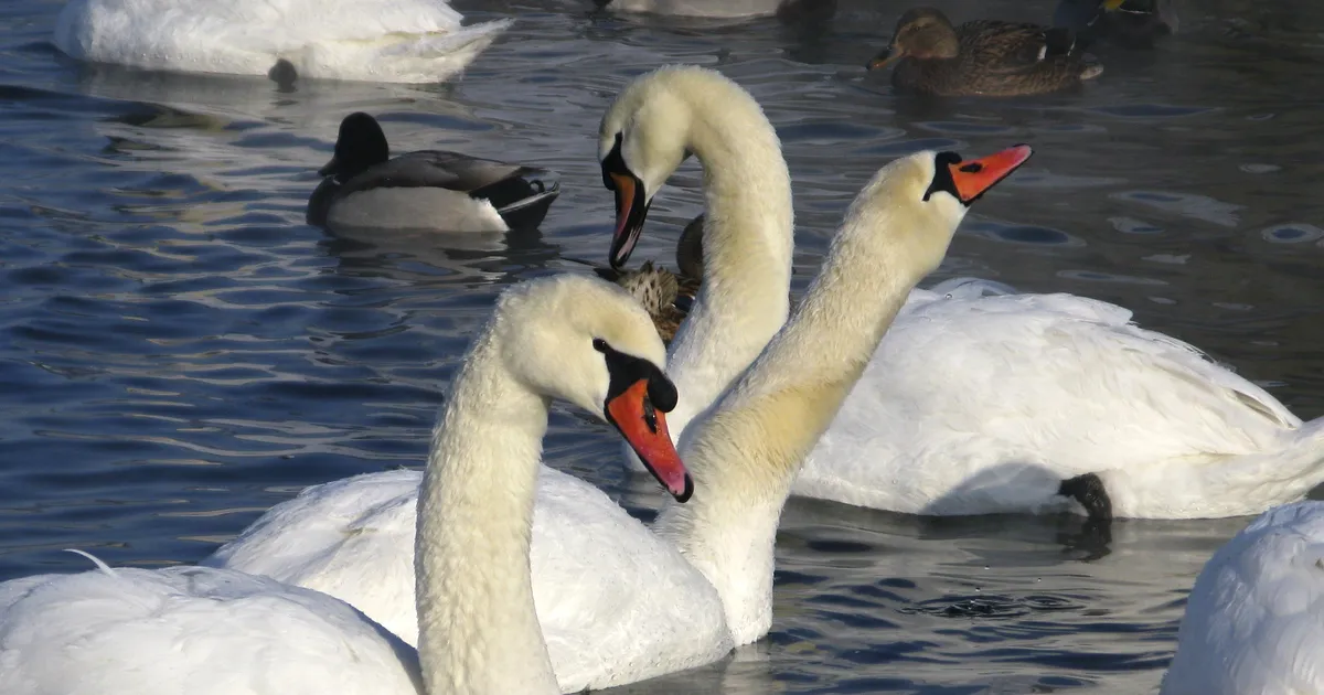 Nädalavahetusel toimuvad kesktalvise veelinnuloenduse vaatluspäevad