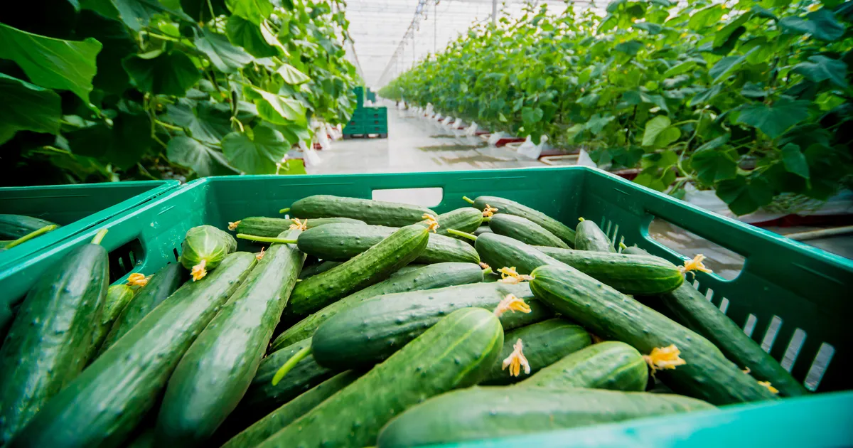 Soomes toodetakse kurke ulmelise saagikusega, vana rekord purunes