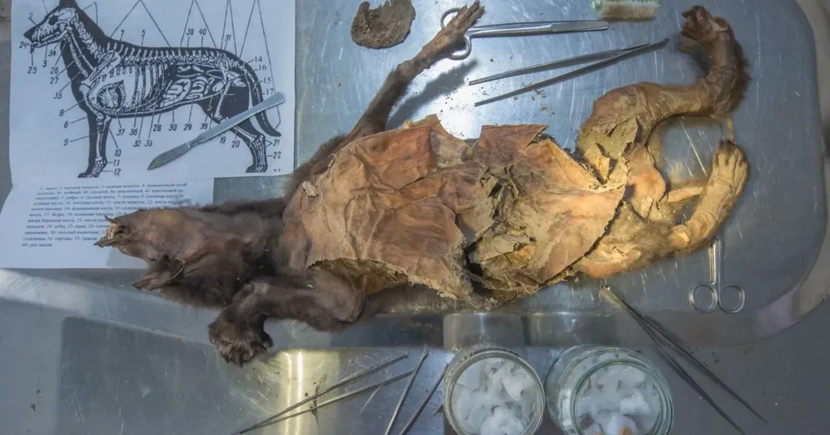 14000 aasta vanuse karvase ninasarviku genoom leiti selle looma kõhust