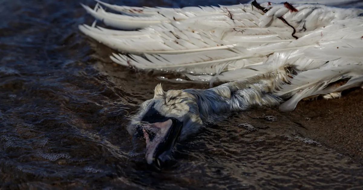 Linnugrippi nakatuvad ka kassid ja koerad