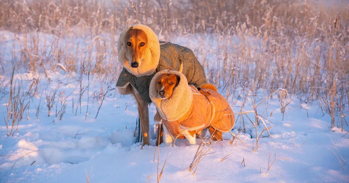 VAHVA GALERII ⟩ Eestlaste lemmikloomad naudivad talverõõme täiel rinnal