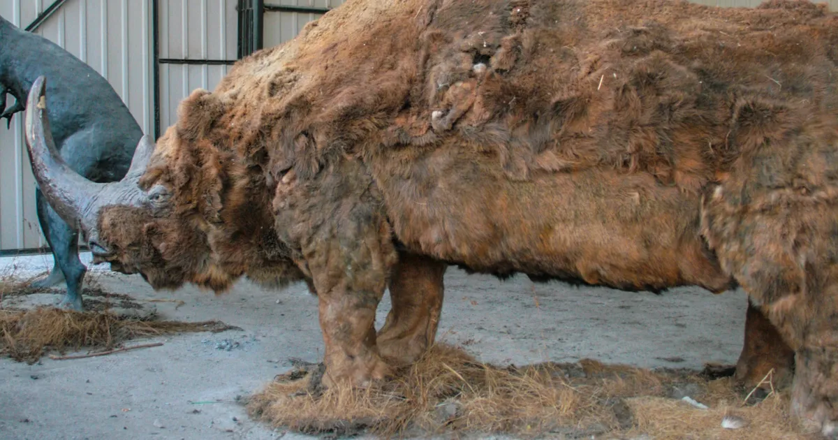 Iidse hundi kõhutäis aitas lahendada karvase ninasarviku kadumise mõistatust