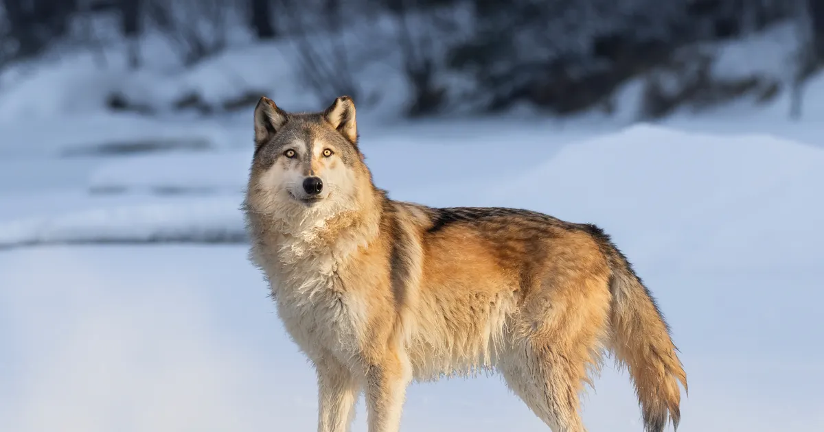 Amet andis huntide küttimiseks lube juurde