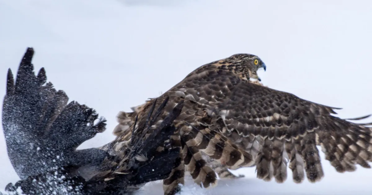 LOODUSFOTO ⟩ Kanakulli luhtunud varesejaht