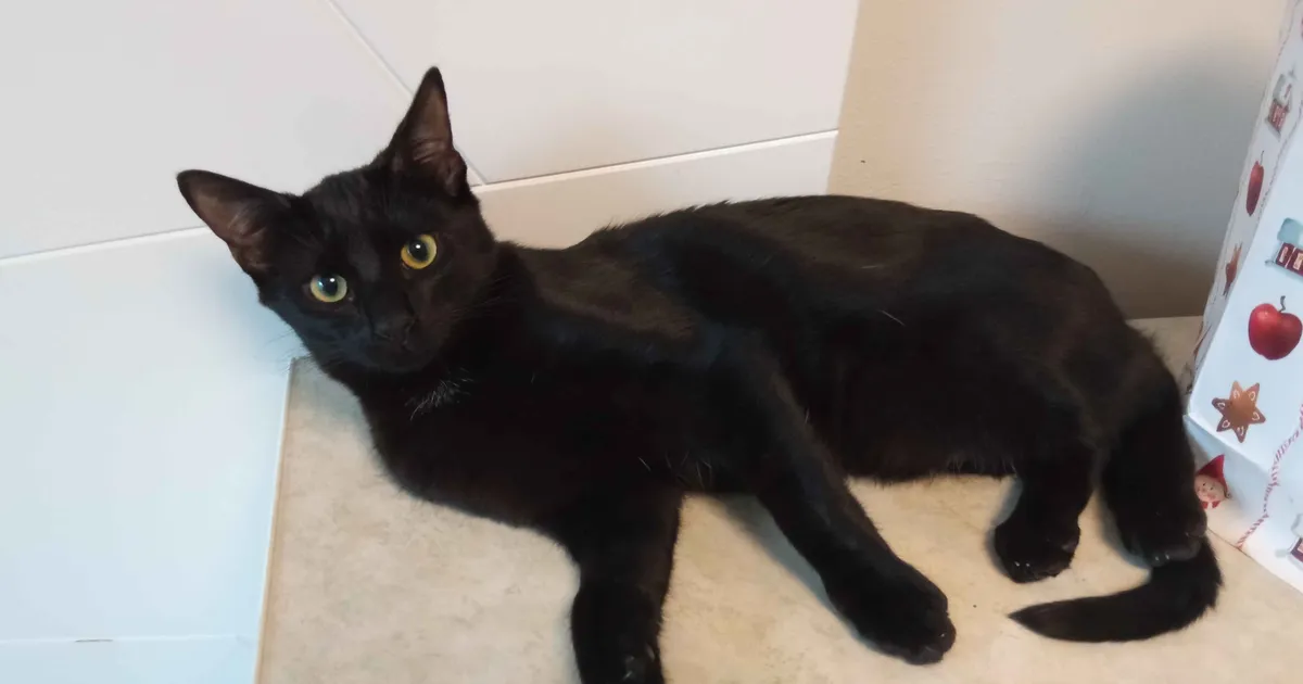 Metsa alt leitud kassi olukord jahmatas loomakaitsjaid: ta oli vaevu elus ja vaklade poolt täiesti auguliseks söödud...