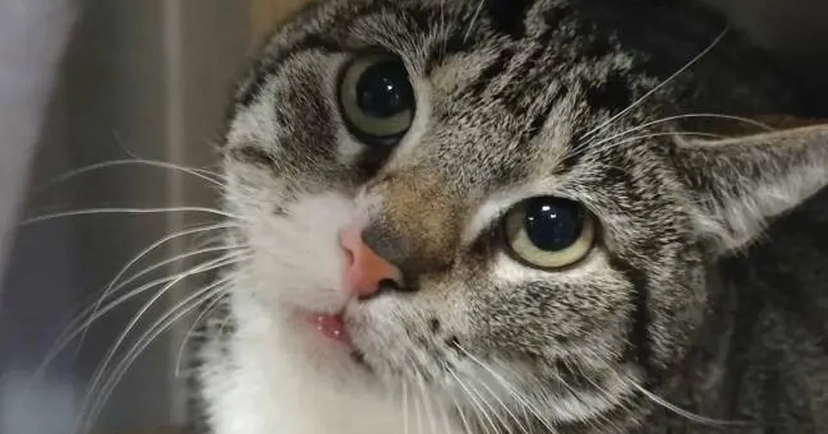 PÄEVAKÄPP ⟩ Kurb rekord: Lila ootab oma uut kodu juba kaks ja pool aastat