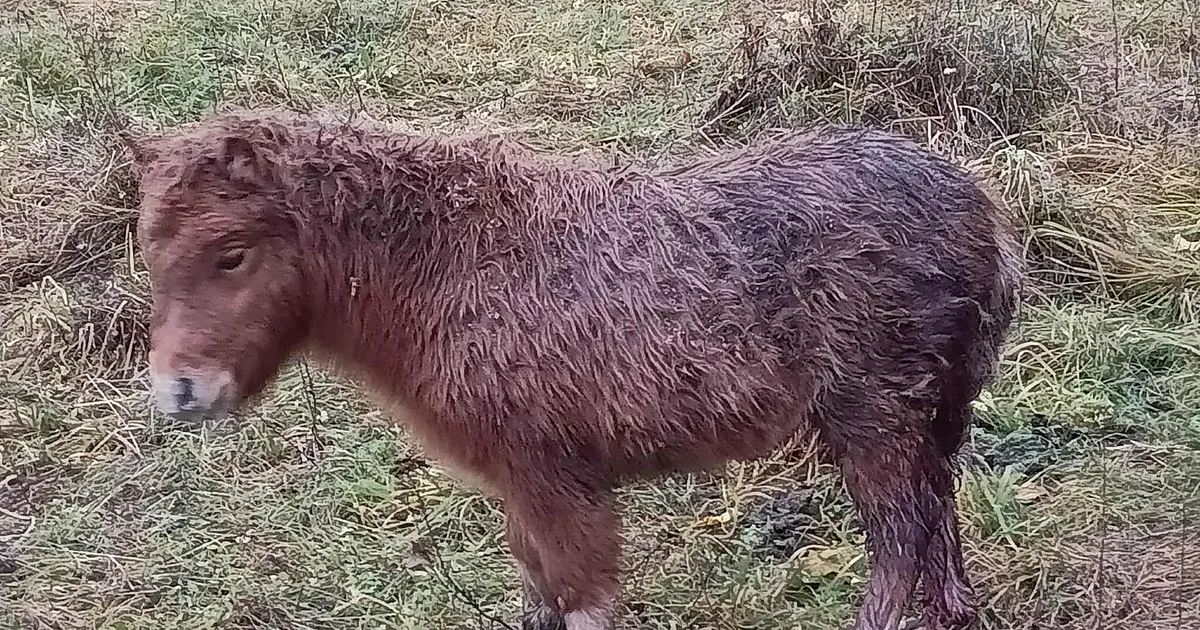 Harjumaal asuva kodu õuel langes hundi saagiks ponivarss: «Leidsime ta elusana, kuid kahjuks tuli hukata…»