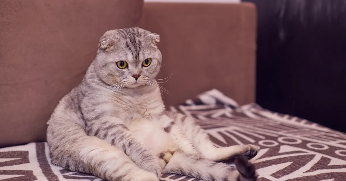 Ülipaks kass šokeeris varjupaiga töötajaid: nüüd on tema välimus täielikult muutunud