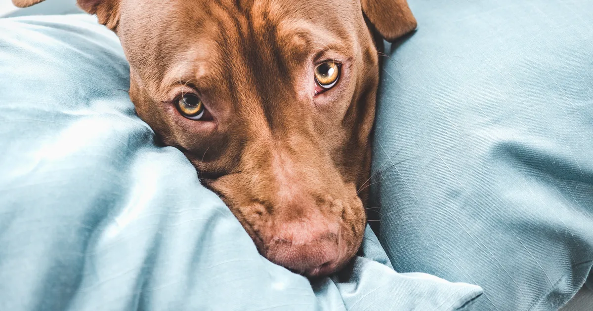 ŠOKEERIV VAATEPILT ⟩ Varjupaika toodud koer oli nii nälginud, et ei suutnud enam püsti seista