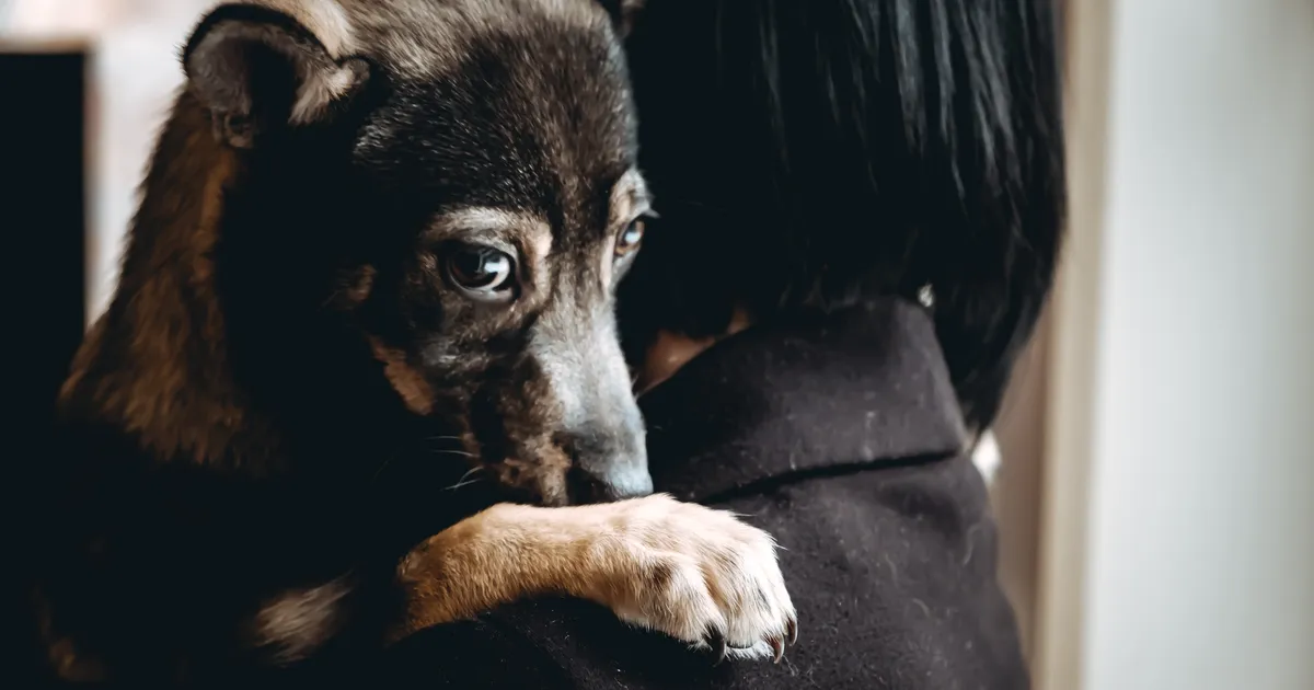Kiip paljastas tänavalt leitud koera kohta jahmatava detaili