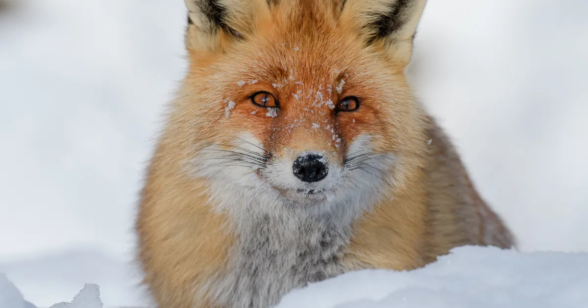 VIDEO ⟩ Viljandimaal jäi kaamera ette saagiga maiustav rebane