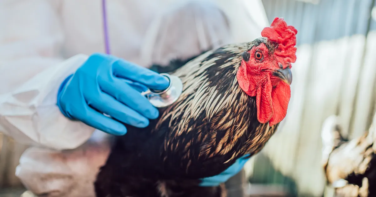 Šokis talupidaja süüdistab ametit lindude julmas hukkamises: «See, mida nägime, oli õõvastav»