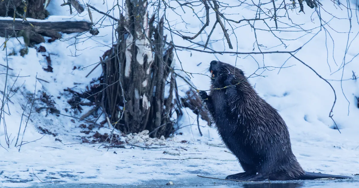 LOODUSVAATLUS ⟩ Jõeäärne krõbistaja lasi piltnikul oma askeldusi jäädvustada