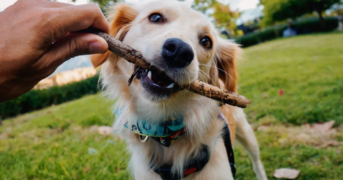 3 suurimat viga, mida koeraomanikud sageli teevad