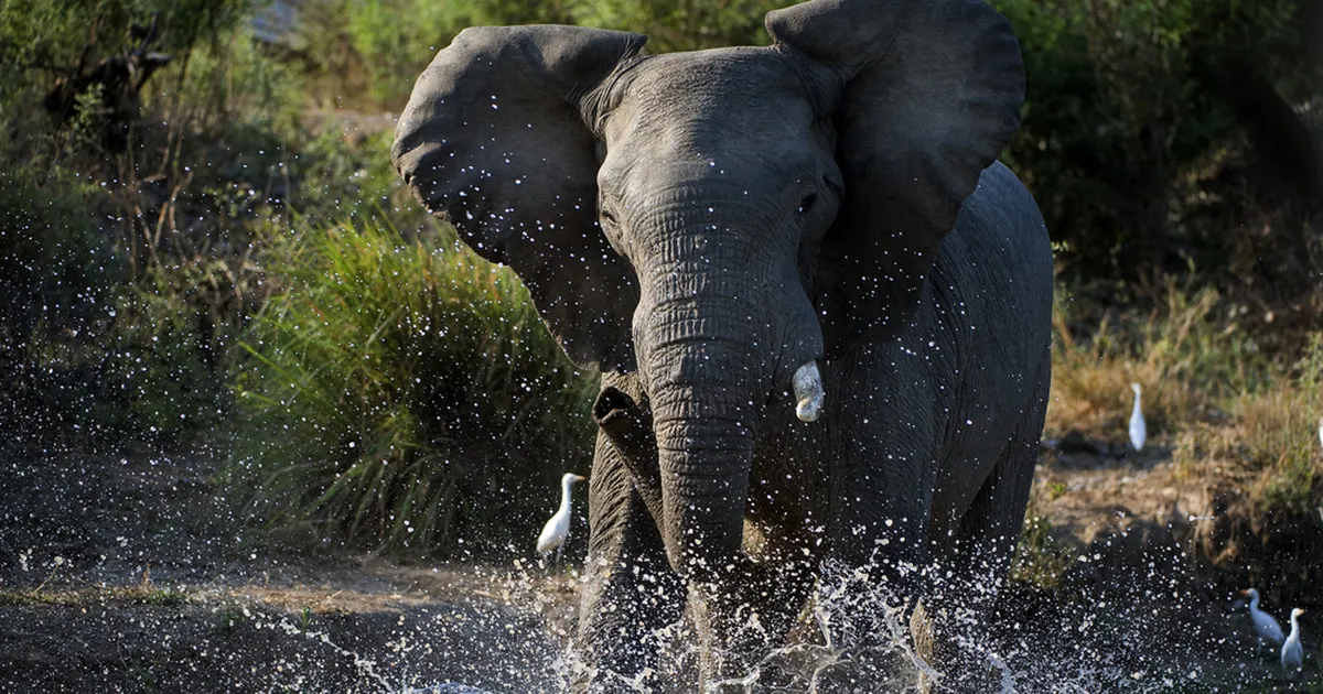 Tarkuse sümbolist tapjaks: mis sunnib India elevante inimesi ründama?