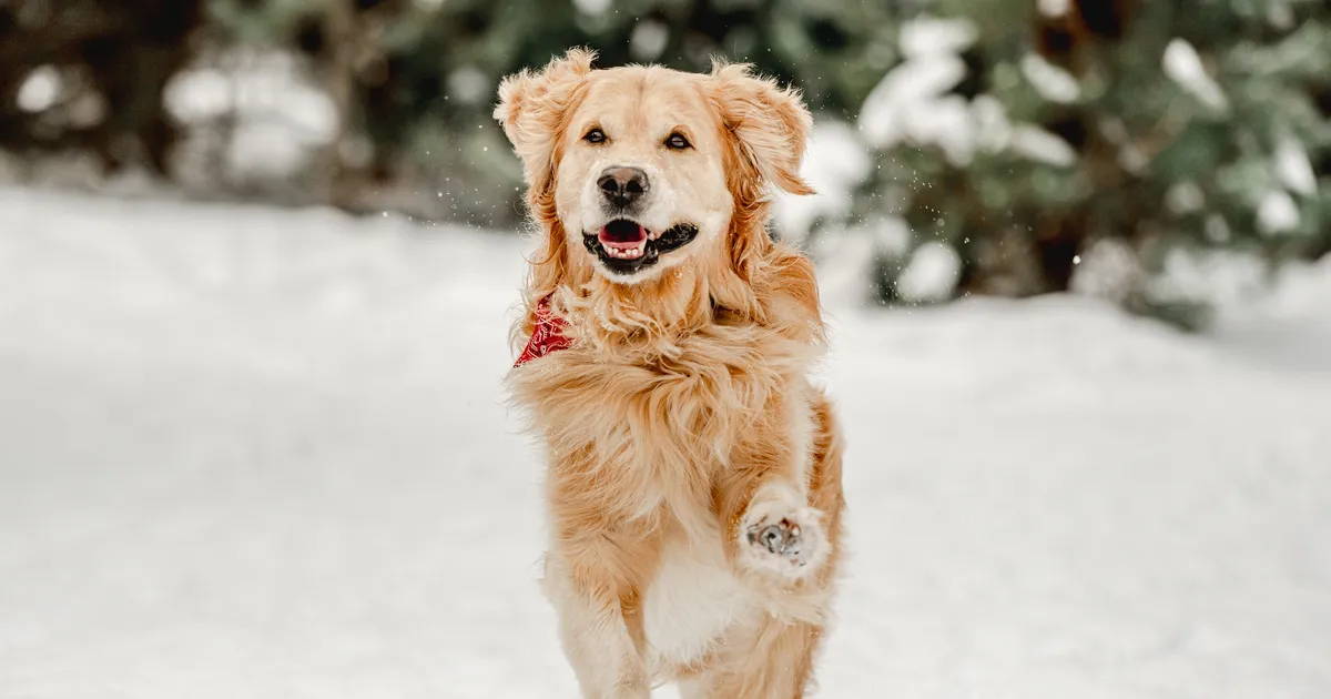 Loomaarst selgitab, miks tuleks talvel koera käppasid pärast jalutuskäiku pesta