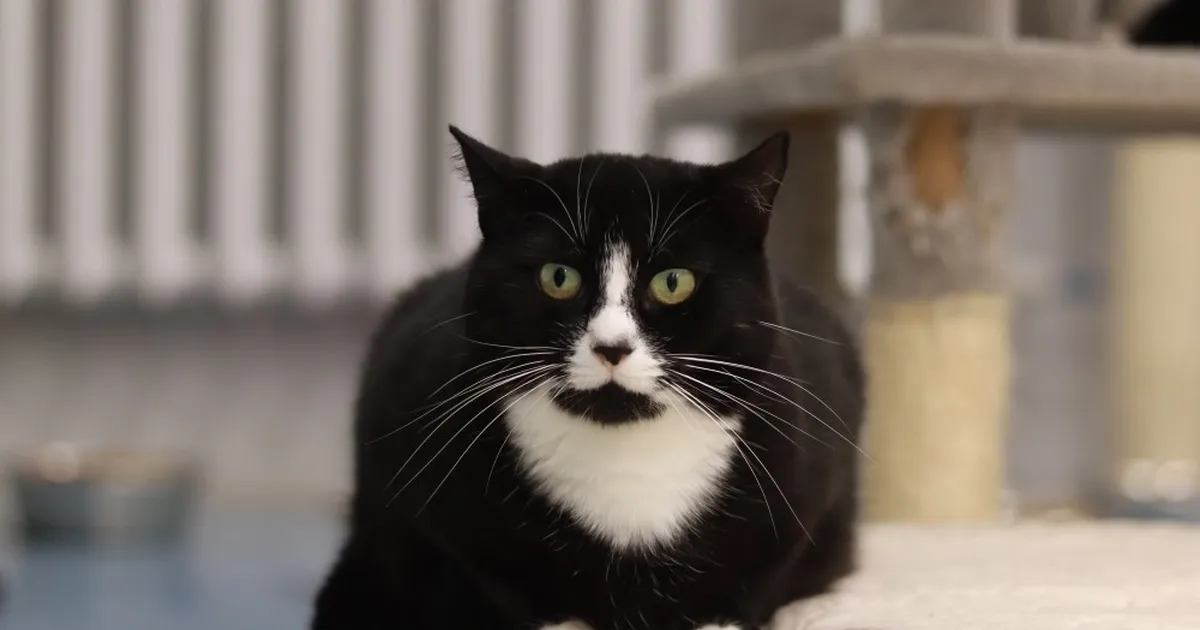 Pesaleidja hoolealune vajab abi: ravile on kulunud juba suured summad, aga tervis pole ikka veel korras