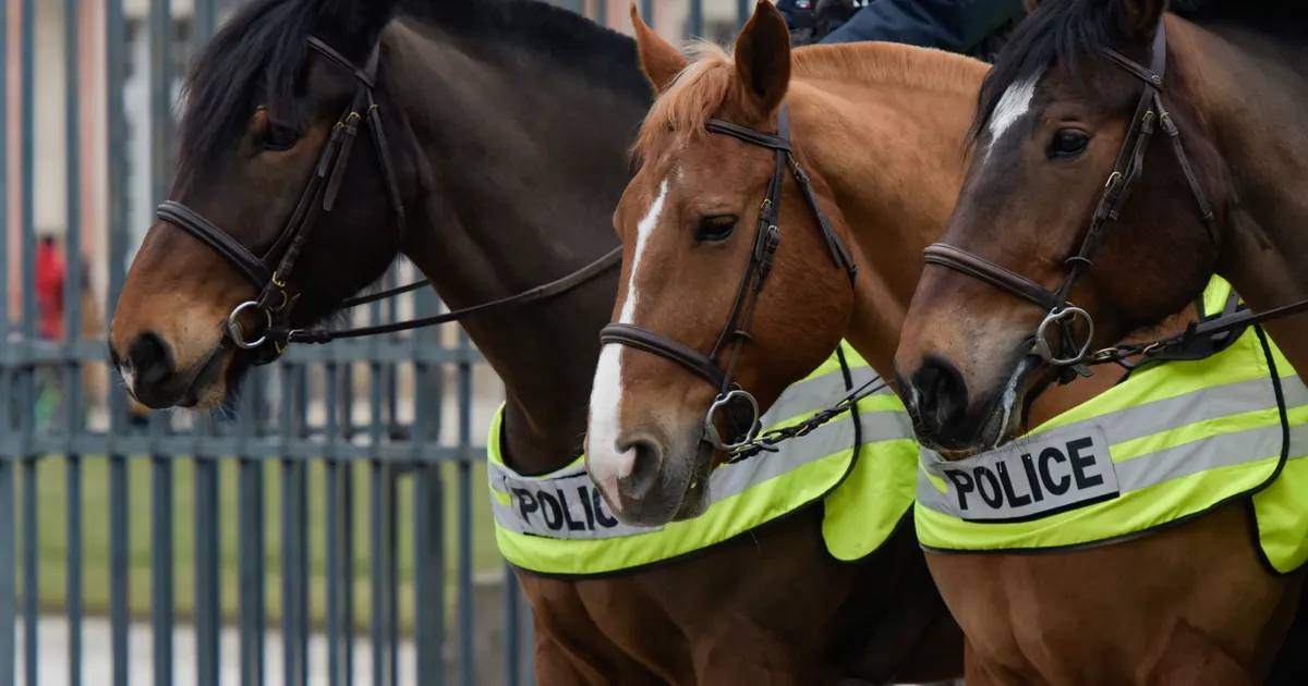 Dramaatiline video: politseihobune tormab läbi rahvarohke peatänava, et kinni püüda tagaotsitav mees