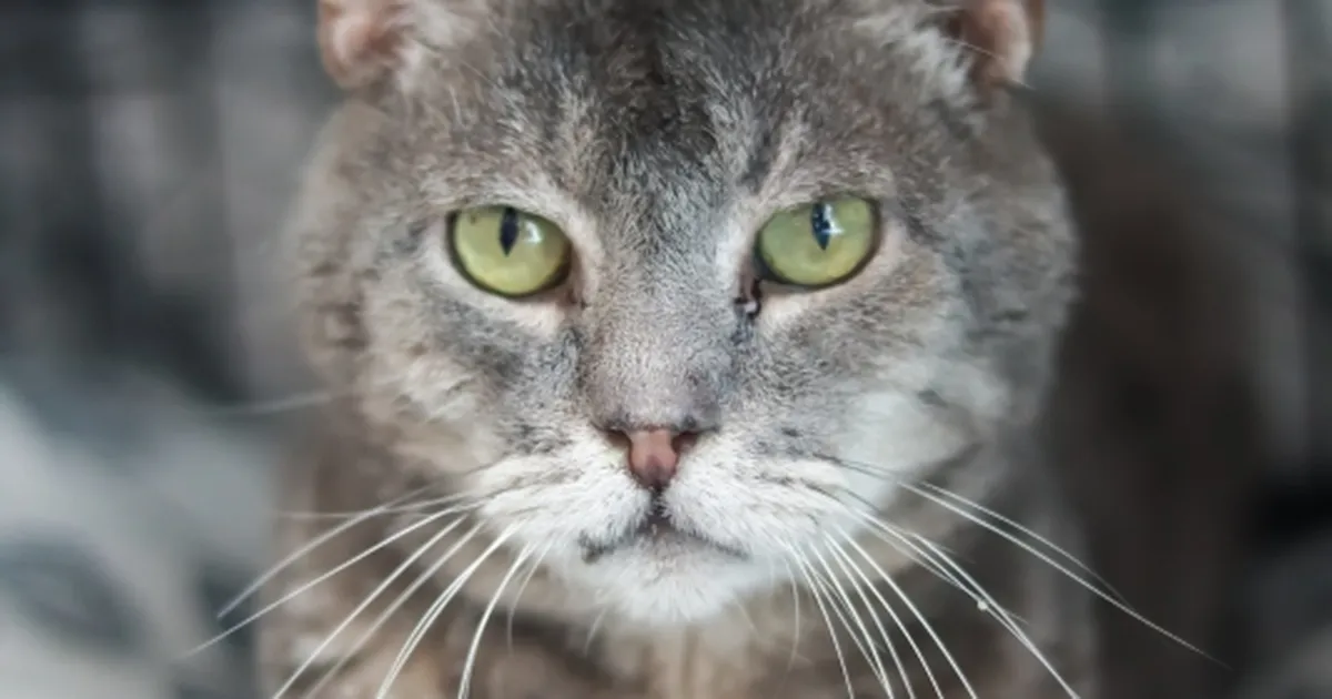 TÕELINE IME ⟩ 16-aastaselt tagasi varjupaika sattunud kass leidis endale uue kodu