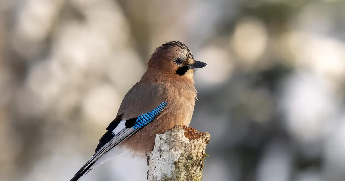 LOODUSFOTO ⟩ Pasknäär on metsa intrigaan