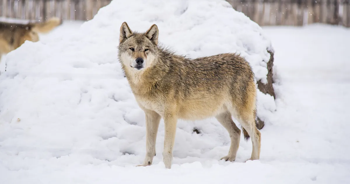 VAATA VIDEOT ⟩ Kas Tallinna tänavatel luusib tõesti ringi hunt? Sotsiaalmeedias leviv video ajab inimesed segadusse