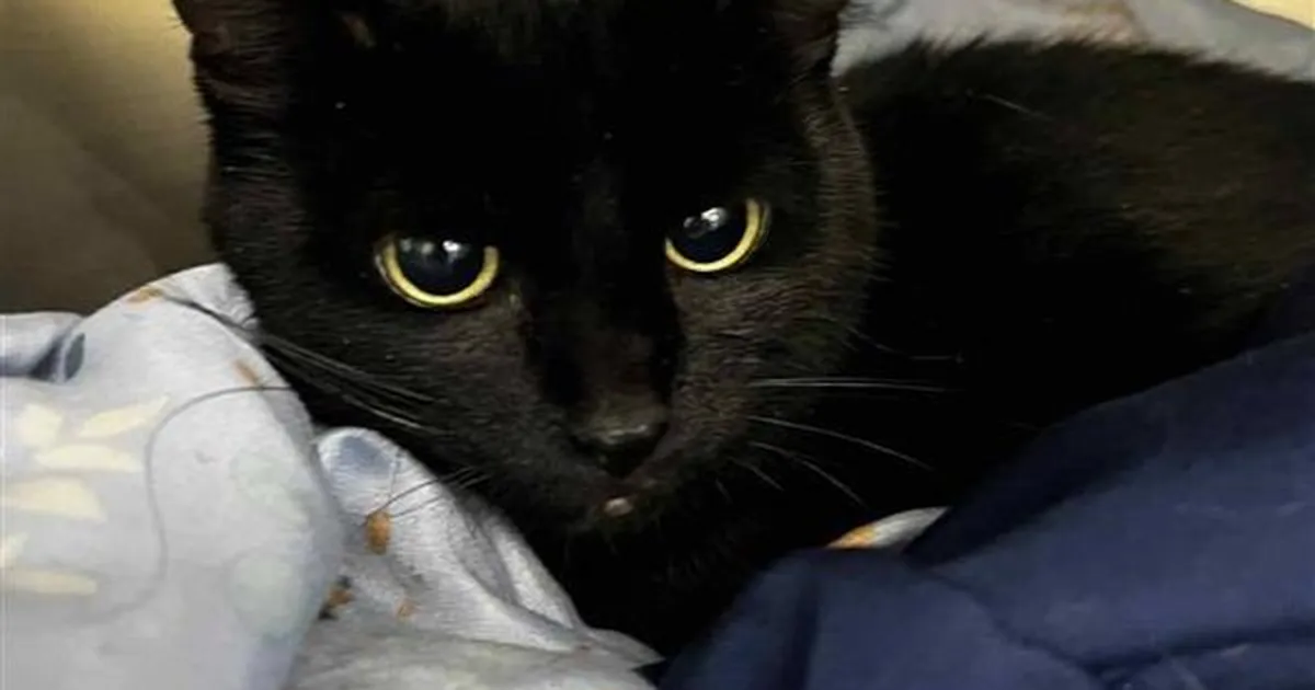 Politseinikud päästsid raskeid vigastusi saanud kassi, kes kukkus alla neljanda korruse rõdult