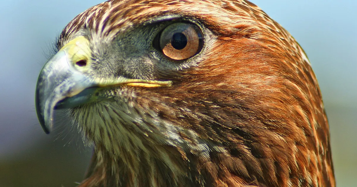 Lindude silmast avastati midagi enneolematut – see teebki nende pilgu eriti teravaks