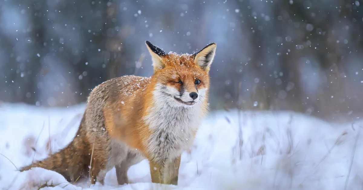 VIDEO ⟩ Harjumaal jäi kaamera ette saaki tassiv rebane
