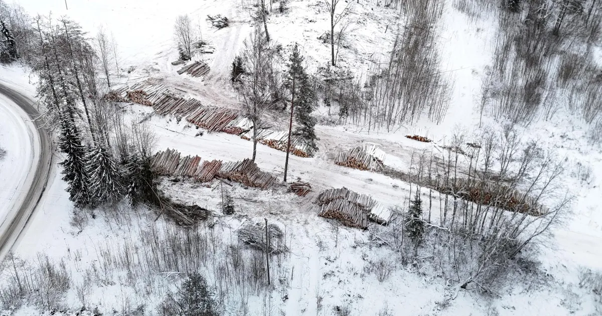 Mõisaproua pärijad vaatavad ahastuses pealt, kuidas mõisa metsa paljaks võetakse