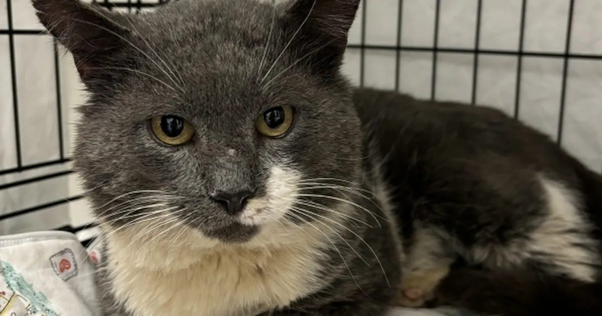 Tänaval janu käes piinelnud Caspar palub abi: raviarved ulatuvad 575 euroni