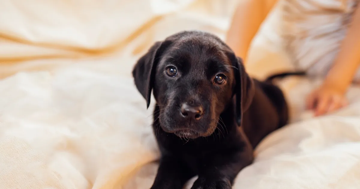 Loomaarst: 7 olulist asja, mida värske kutsikaomanik peaks teadma